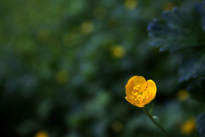 Close-up of yellow flower