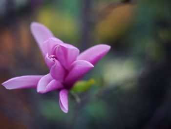 Close-up of pink flower