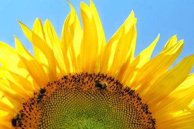 Close-up of sunflower against sky