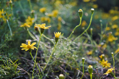 Close-up of yellow flowering plant on field