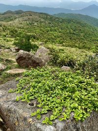 Plants growing on land