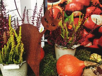 Close-up of potted plants