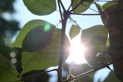 Close-up of sun shining through tree