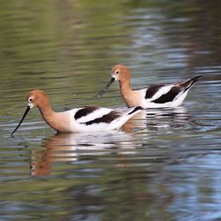 Birds in calm lake