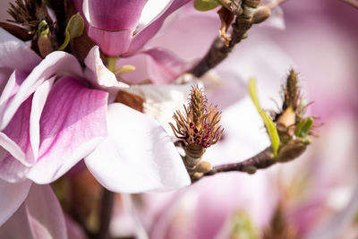 Close-up of pink rose flower