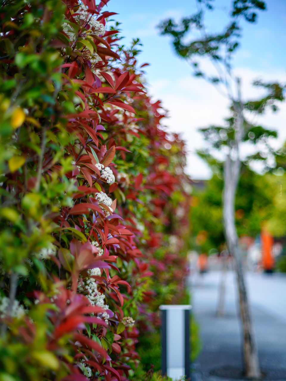 plant, growth, selective focus, nature, no people, red, day, beauty in nature, flowering plant, focus on foreground, tree, flower, leaf, plant part, freshness, outdoors, close-up, vulnerability, fragility, park