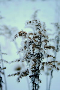 Close-up of snow on plant against sky