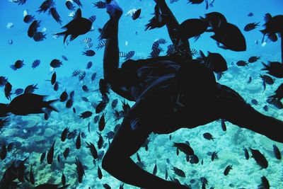 Silhouette of fish swimming in aquarium