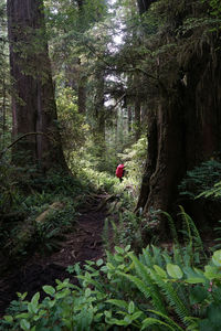 Person on tree trunk in forest