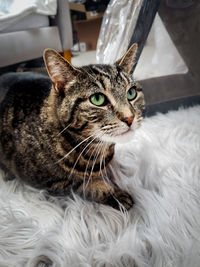 Close-up portrait of a cat