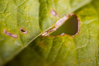 Macro shot of green leaves