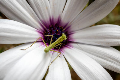 Close-up of mantis on purple flower