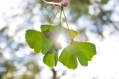 Low angle view of leaf on plant during sunny day