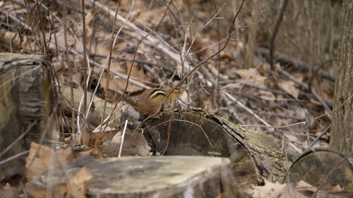 Close-up of lizard on field