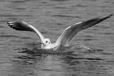 Black headed gull landing on water in a pond