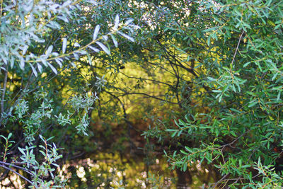 Low angle view of trees in forest