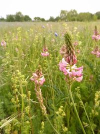 Close-up of pink flowering plants on field