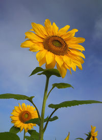 Close-up of yellow sunflower against sky