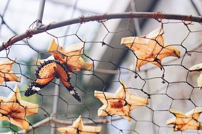 Low angle view of butterfly