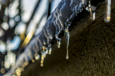 Close-up of icicles hanging from roof