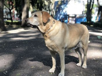 Dog standing in street