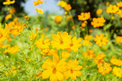 Close-up of yellow flowering plants on field