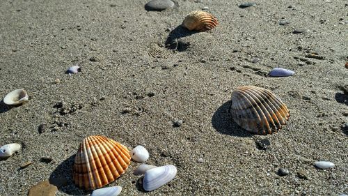 High angle view of seashell on sand at beach