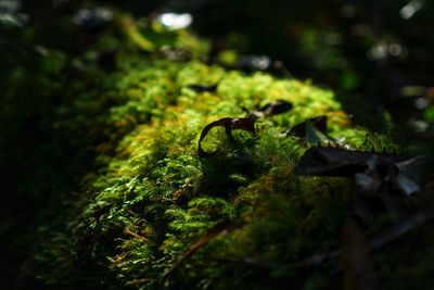 Close-up of moss growing on field