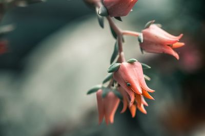 Close-up of red  flower 