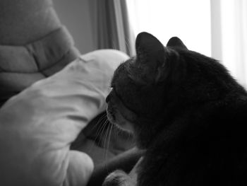 Close-up of cat relaxing on bed at home