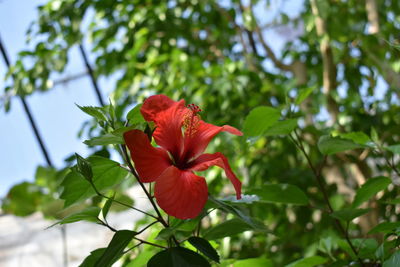 Close-up of red hibiscus flower