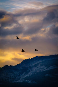 Silhouette birds flying in sky