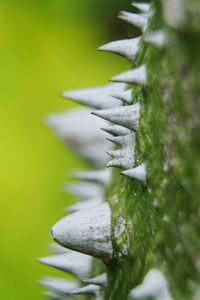 Close-up of snow on tree