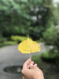 Close-up of hand holding yellow leaf