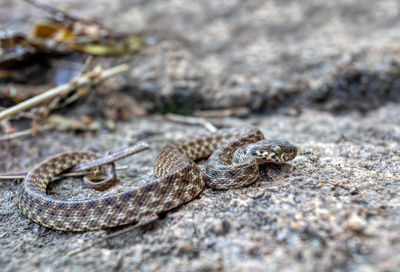 Close-up of snake