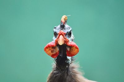 Close-up of a bird against white background