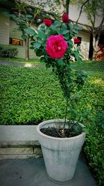 Close-up of potted plants in yard