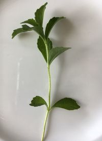 Close-up of plant leaves