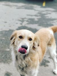 Close-up portrait of dog