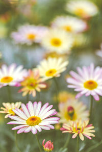 Close-up of daisy flowers