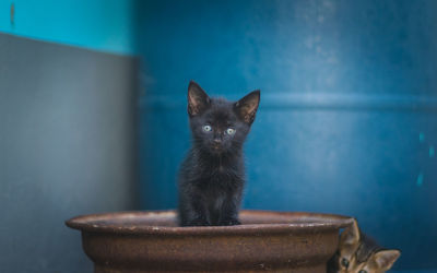 Close-up of a cat