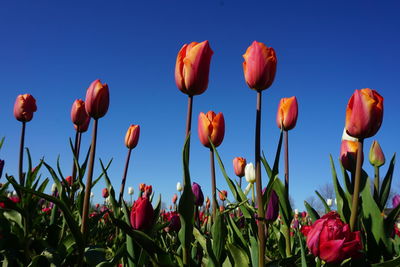 Close-up of red tulips in field against blue sky