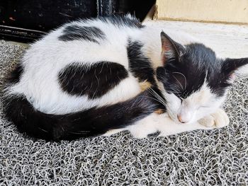 High angle view of cat sleeping