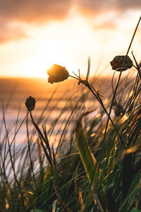 Close-up of stalks against sky during sunset