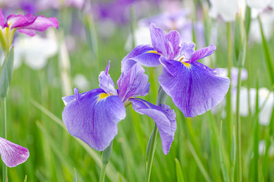 Close-up of purple crocus flowers on field