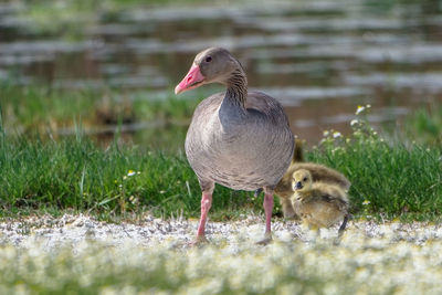 View of a bird on land