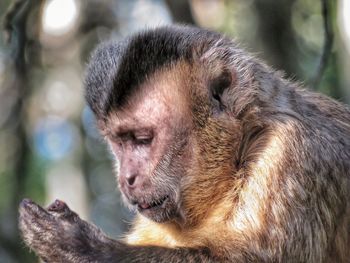 Close-up of monkey