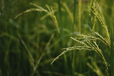 Close-up of crops growing on field