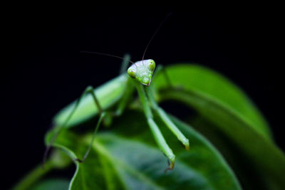 Close-up of insect on leaf