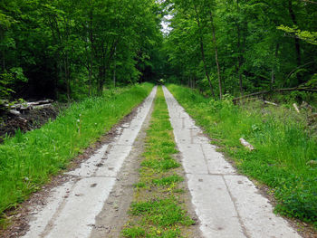 Road amidst trees in forest